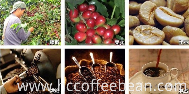 Chinese arabica green coffee beans,new crop,polished grade B,screen 13-15